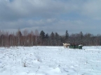 Havaz�s, sz�noz�s, t�l, Hargita